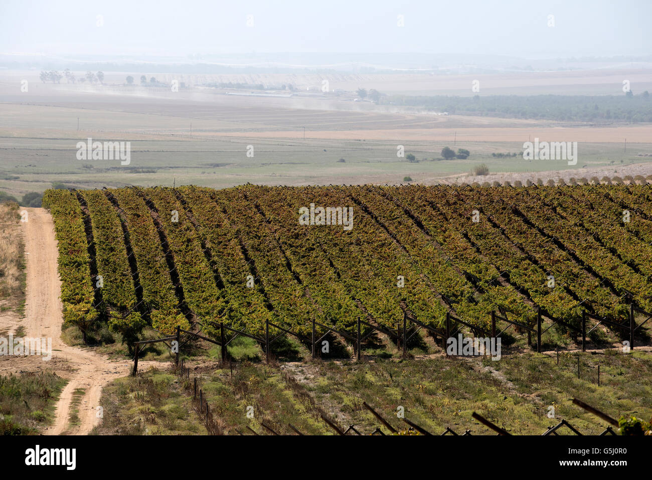 Reben und Weinberg in Riebeek Kasteel Südafrika Swartland und Umgebung Stockfoto