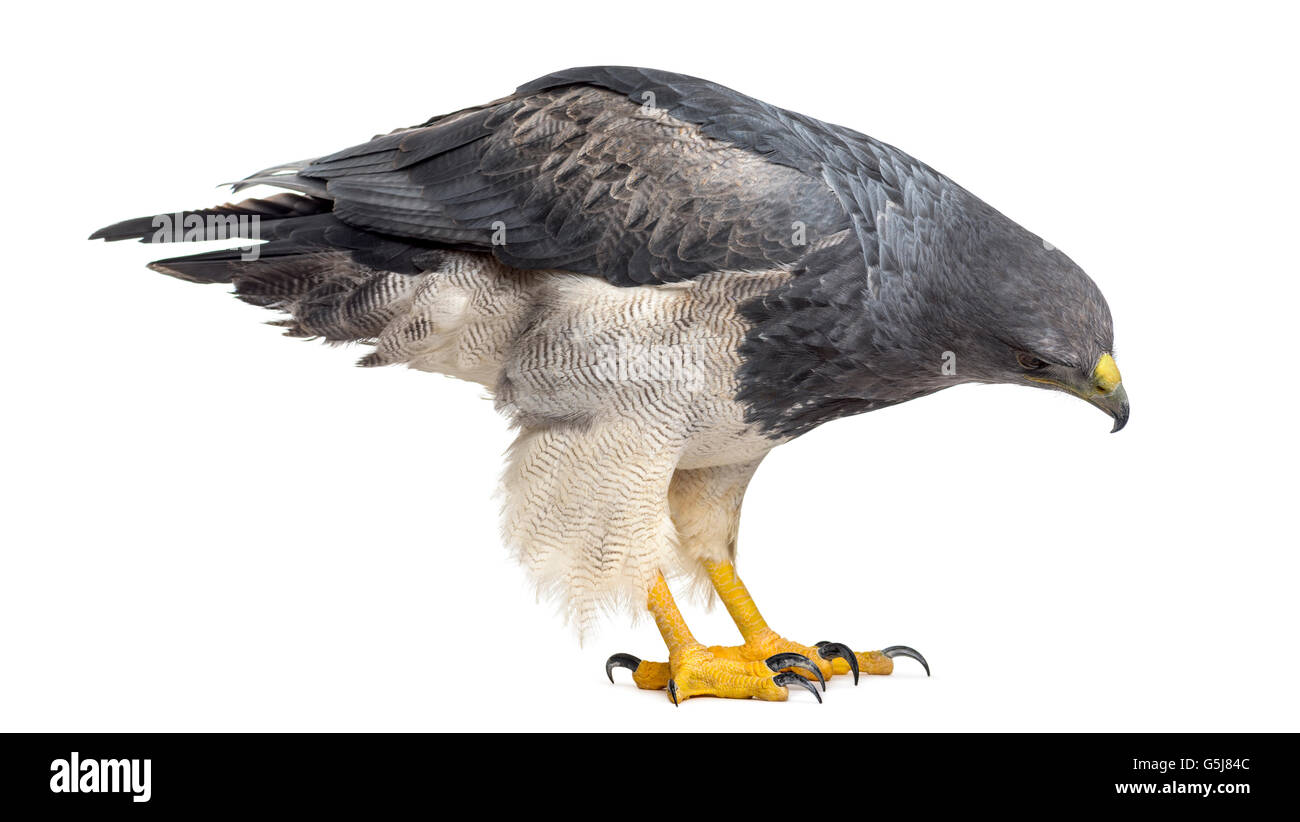 Chilenische blaue Adler - Geranoaetus Melanoleucus (17 Jahre alt) vor einem weißen Hintergrund Stockfoto