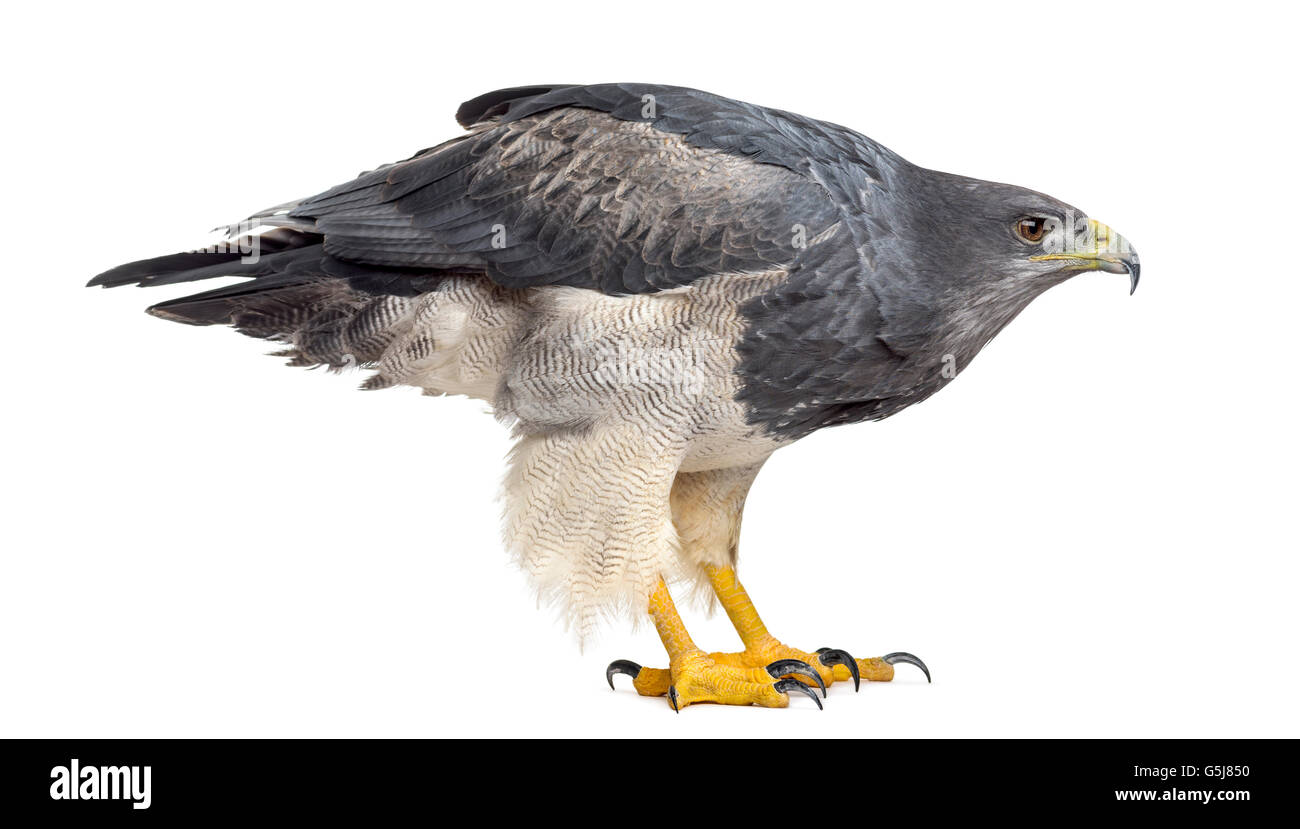 Chilenische blaue Adler - Geranoaetus Melanoleucus (17 Jahre alt) vor einem weißen Hintergrund Stockfoto