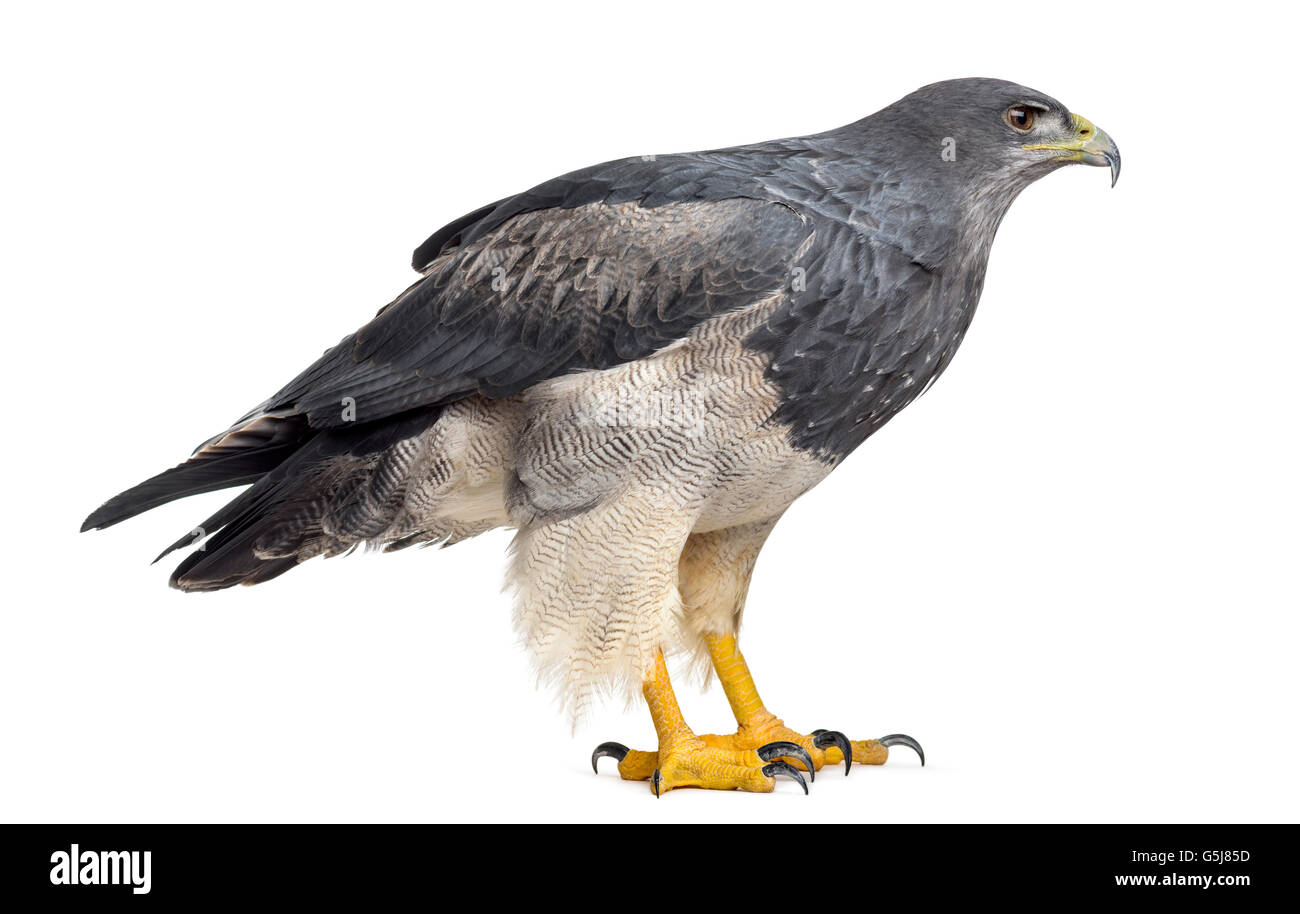 Chilenische blaue Adler - Geranoaetus Melanoleucus (17 Jahre alt) vor einem weißen Hintergrund Stockfoto