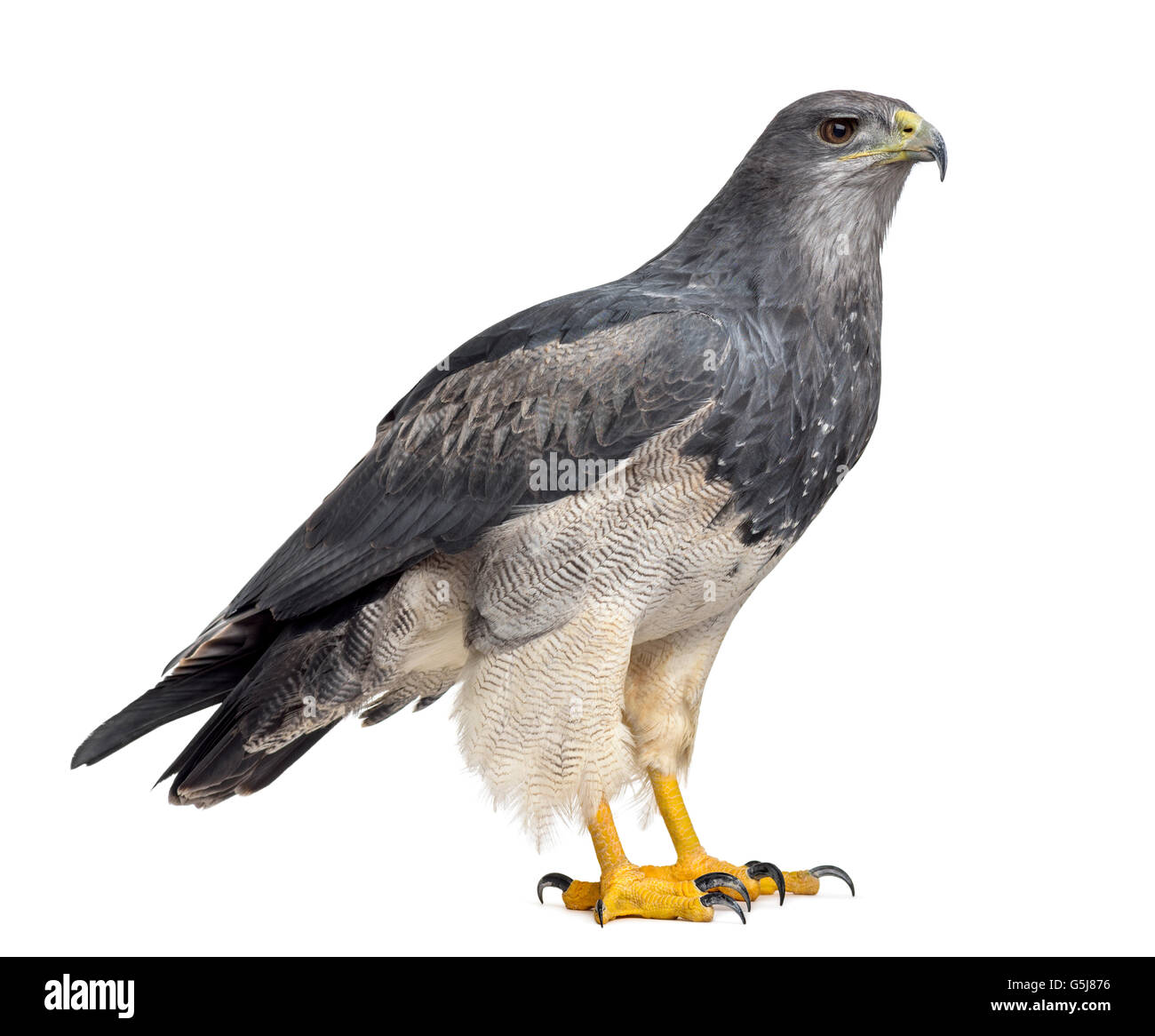 Chilenische blaue Adler - Geranoaetus Melanoleucus (17 Jahre alt) vor einem weißen Hintergrund Stockfoto