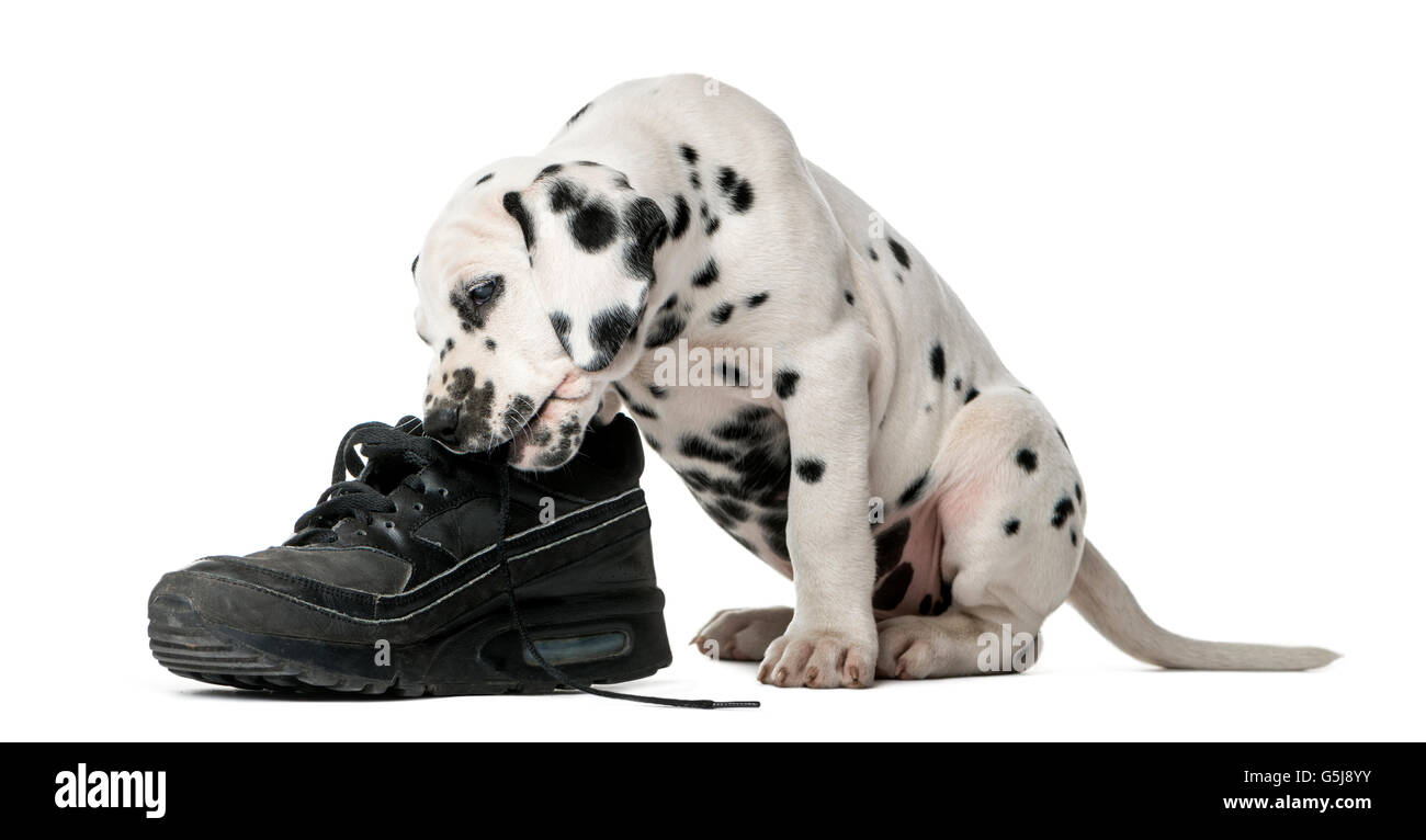 Dalmatiner Welpen Kauen einen Schuh vor einem weißen Hintergrund Stockfoto