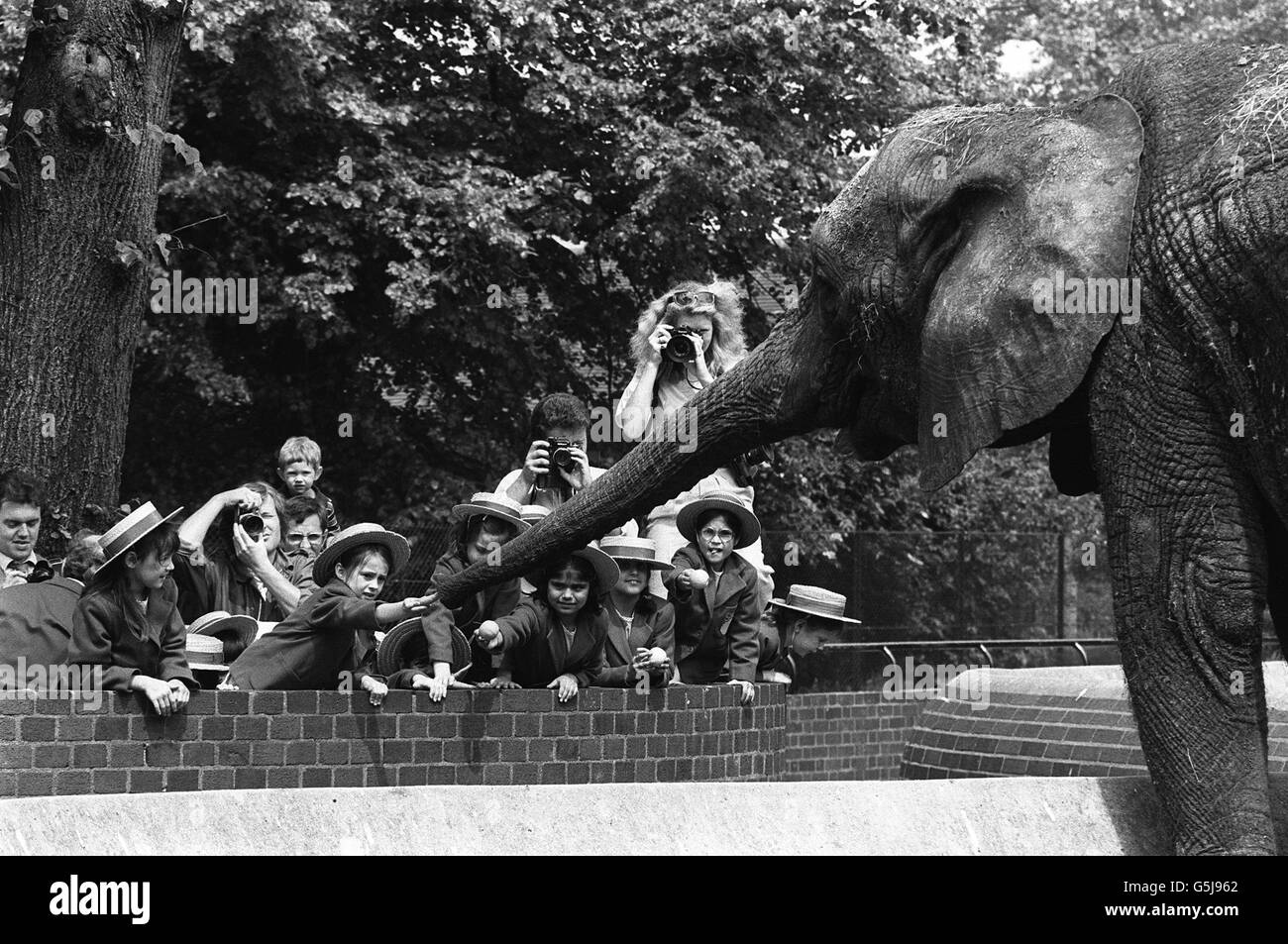 1982 Bibliotheksfiler von Schülerinnen, die einem afrikanischen Elefanten Leckerbissen im Londoner Zoo füttern, Wo Zoobeamte gesagt haben, dass alle drei ihrer Elefanten in den Whipsnade Wild Animal Park in Bedforshire verlegt werden, um eine 170-jährige Tradition der Elefanten in der Besucherattraktion des Regent's Park zu beenden. Stockfoto