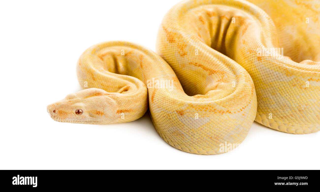Königliche Albino-Python vor einem weißen Hintergrund Stockfoto