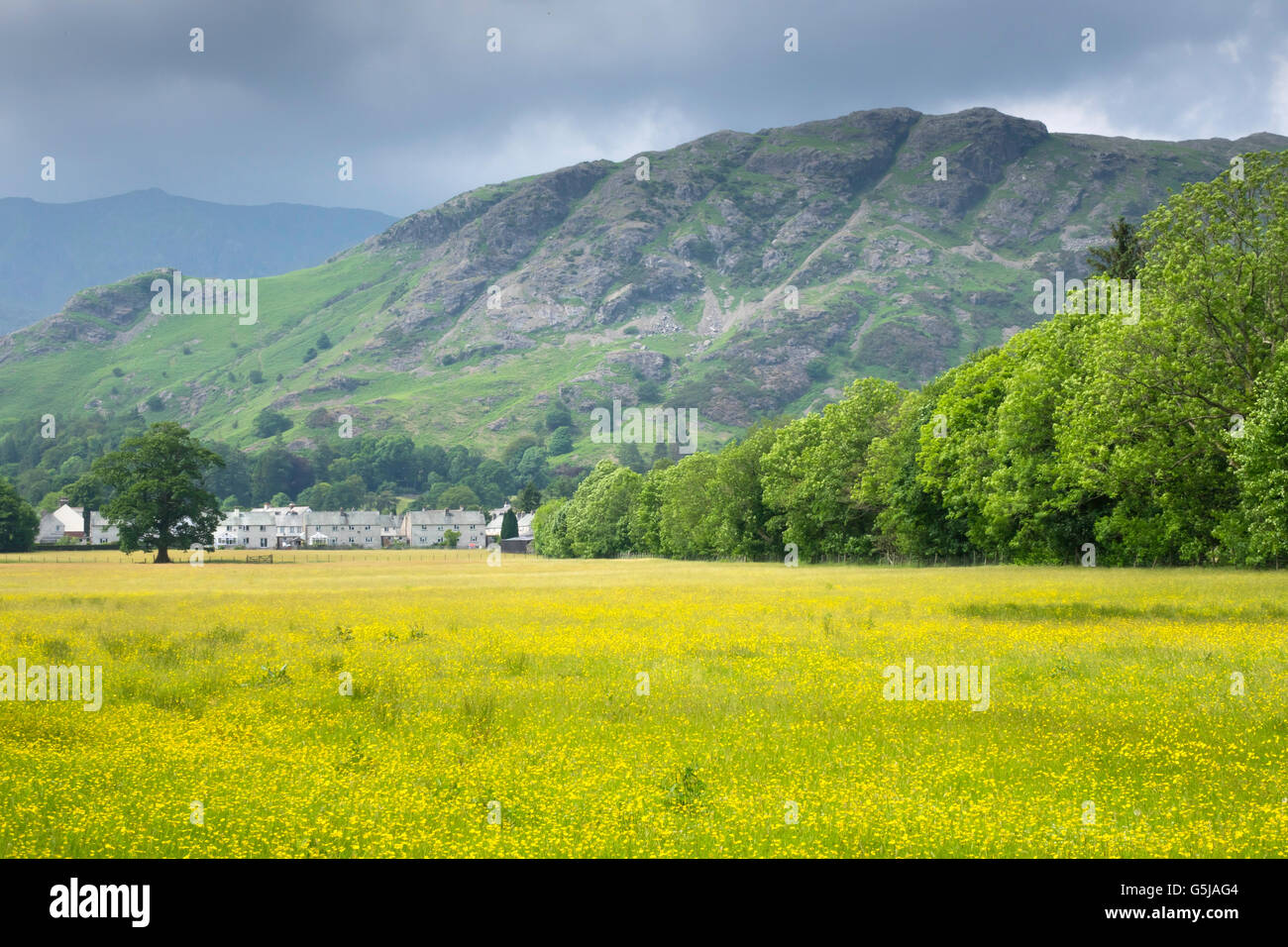 Coniston Dorf und Fells vom Genfer See über eine gelbe Butterblume Wiese Stockfoto