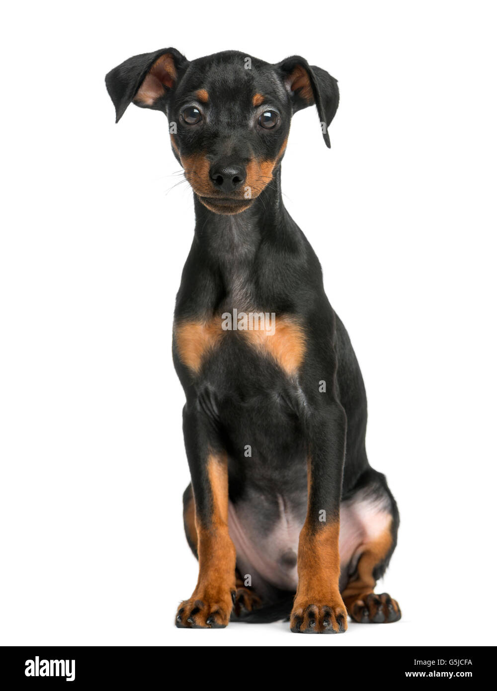 Pinscher sitzt vor einem weißen Hintergrund Stockfoto