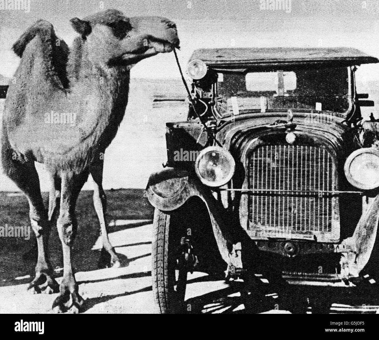 Ein Kamel ist ein Einem Auto Festgebunden, China 1910er Jahre. Ein Kamel gebunden an ein Auto China 1910er Jahre. Stockfoto