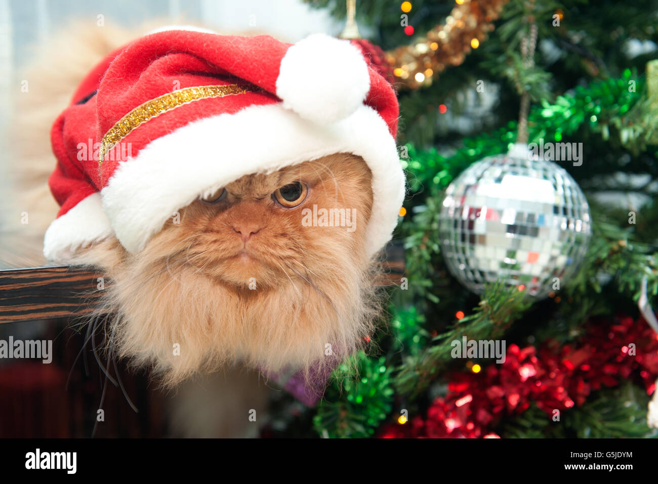 Eine flauschige Perserkatze mit Weihnachtsmütze sitzt neben einem mit Ornamenten und Lichtern geschmückten Weihnachtsbaum. Stockfoto