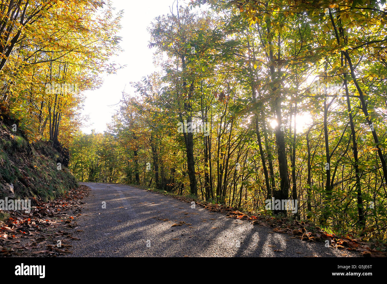 Kleiner Waldweg im Herzen der französischen Cevennen-Nationalpark im vollen Herbst Stockfoto