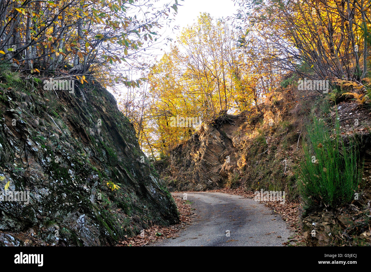 Kleiner Waldweg im Herzen der französischen Cevennen-Nationalpark im vollen Herbst Stockfoto