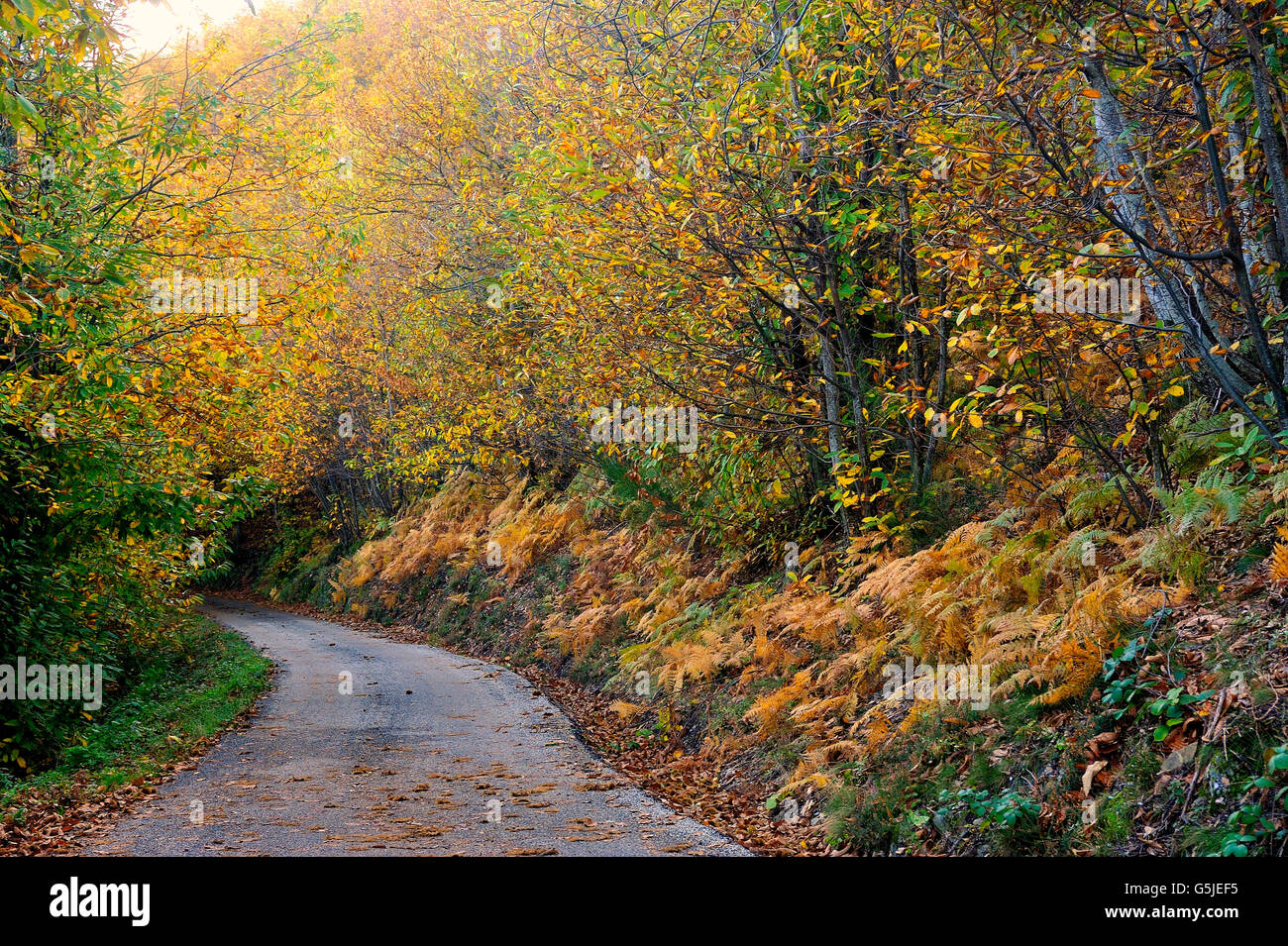 Kleiner Waldweg im Herzen der französischen Cevennen-Nationalpark im vollen Herbst Stockfoto