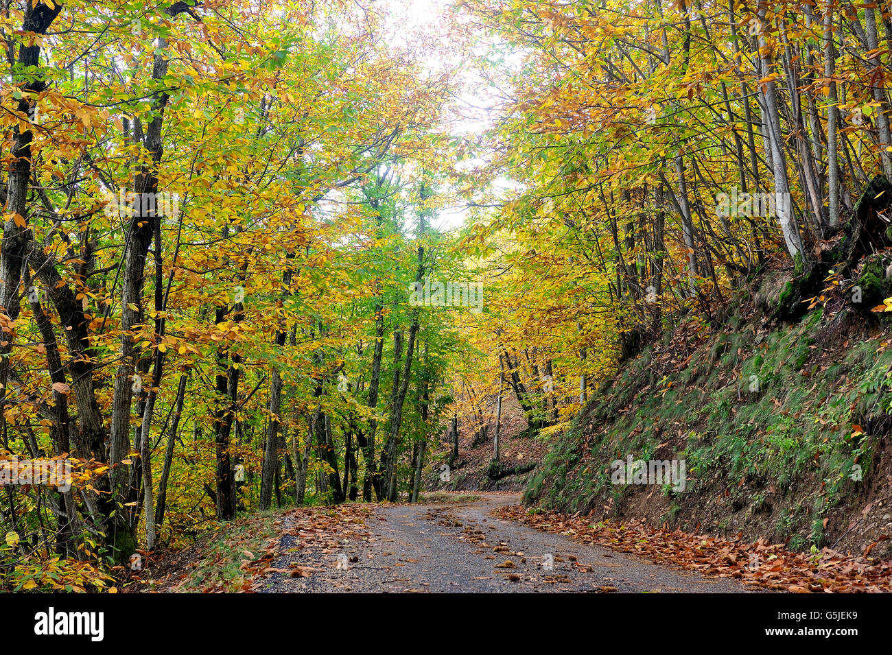 Kleiner Waldweg im Herzen der französischen Cevennen-Nationalpark im vollen Herbst Stockfoto