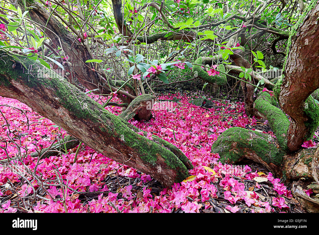 gefallenen Blüten. Rhododendren. Stockfoto