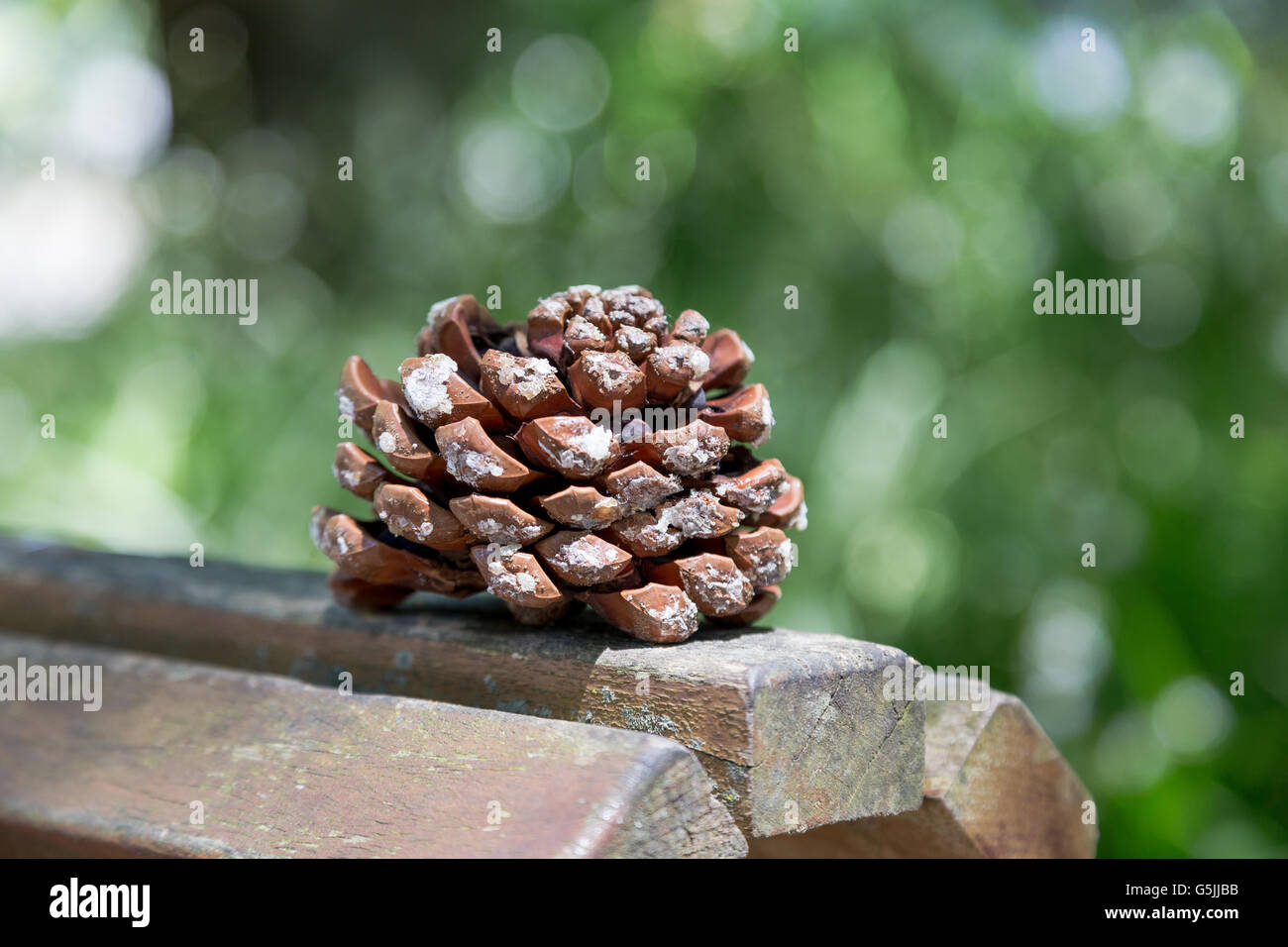 großer Tannenzapfen auf Holzbrett mit grünen Hintergrund weichzeichnen Stockfoto