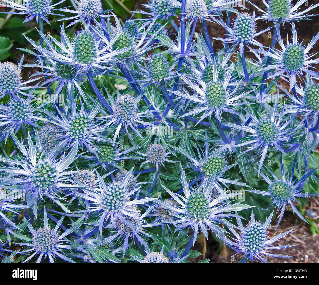 Meer-holly Stockfoto