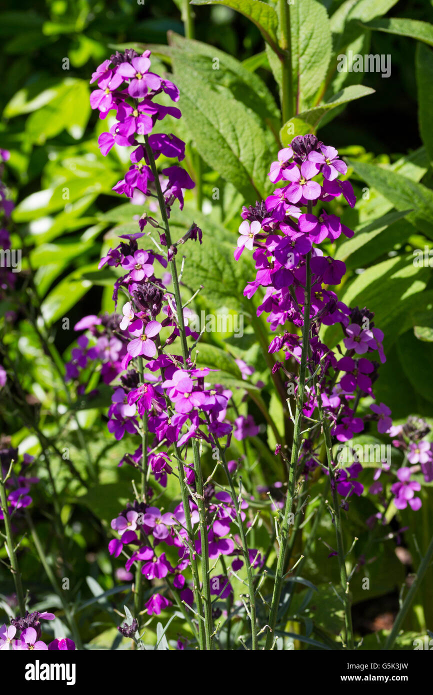 Hell lila Blüten von Hardy, lange blühend, mehrjährige Mauerblümchen, Zonen 'Bowles Mauve' Stockfoto