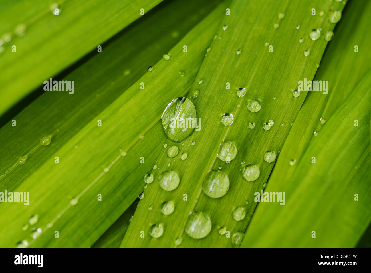 Wassertropfen auf Crocosmia verlässt. Stockfoto