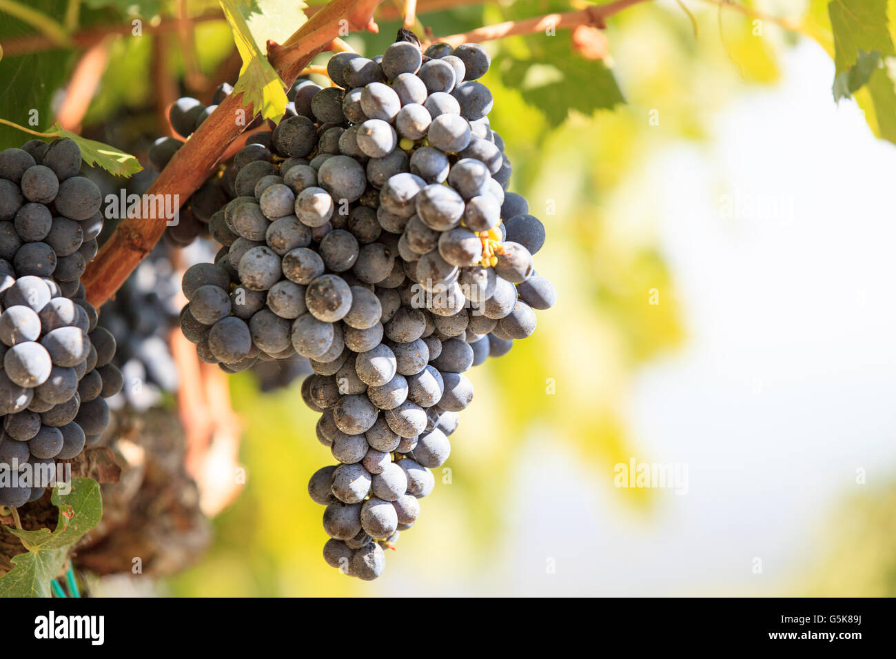 reifer Sangiovese-Trauben wachsen auf einem Weinstock kurz vor bis zur Ernte in Toskana, Italien Stockfoto