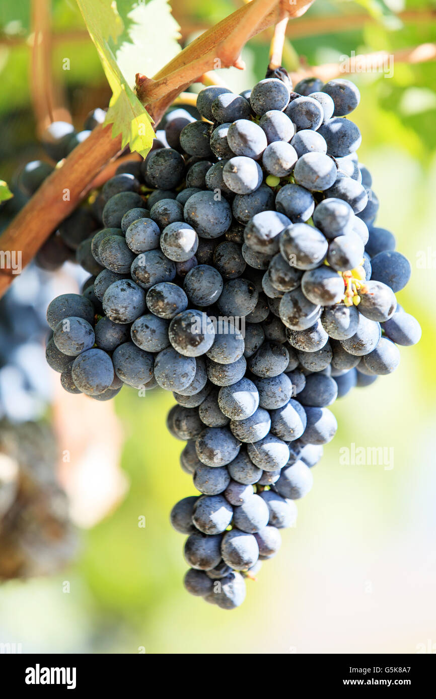 reifer Sangiovese-Trauben wachsen auf einem Weinstock kurz vor bis zur Ernte in Toskana, Italien Stockfoto