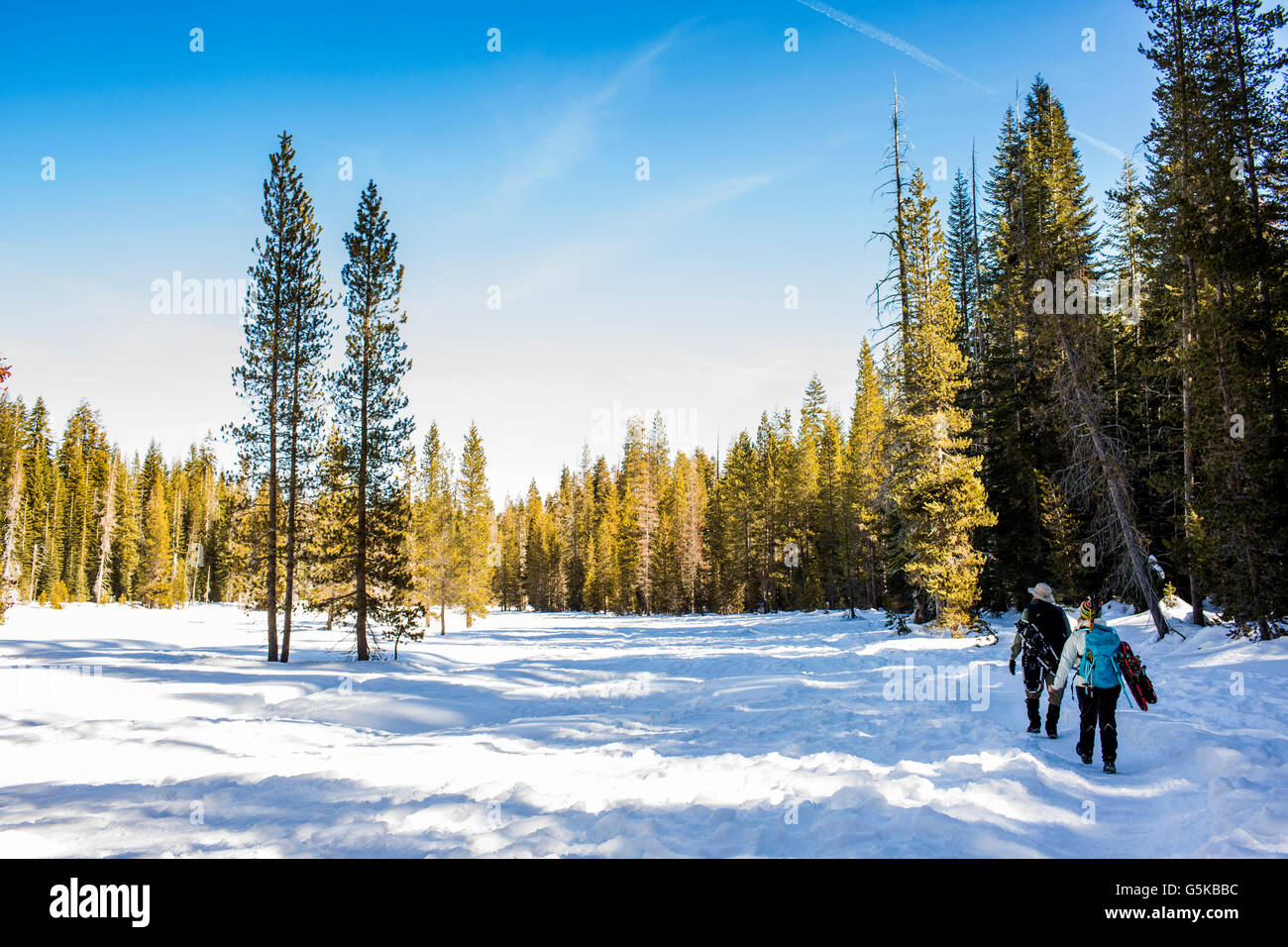 Wanderer zu Fuß im verschneiten Wald Stockfoto