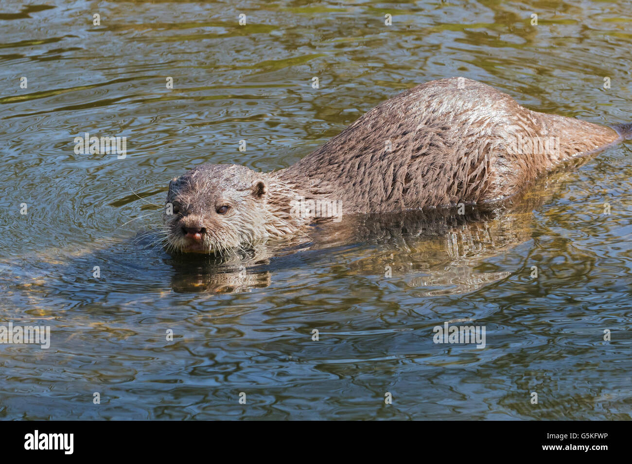 Fischotter im Wasser Stockfoto