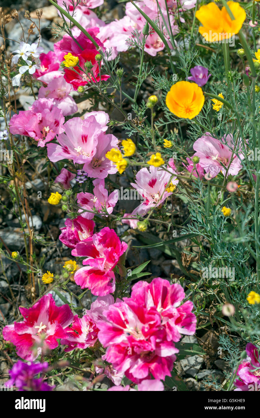 Wiese Blumen Godetia Clarkia Amoena Stockfoto