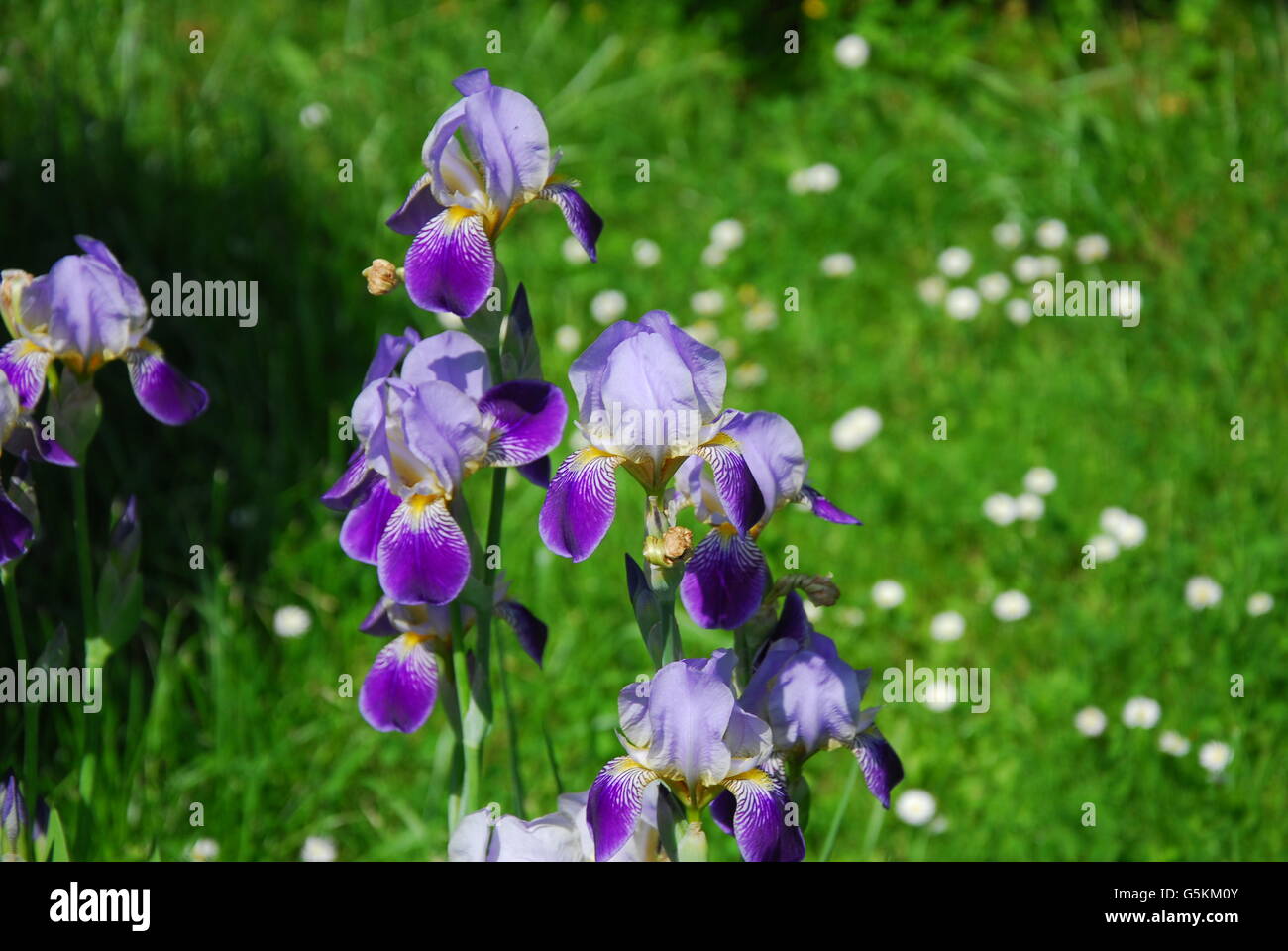 Iris Blume, Iris Barbata, Blüte Iris Blume Stockfoto