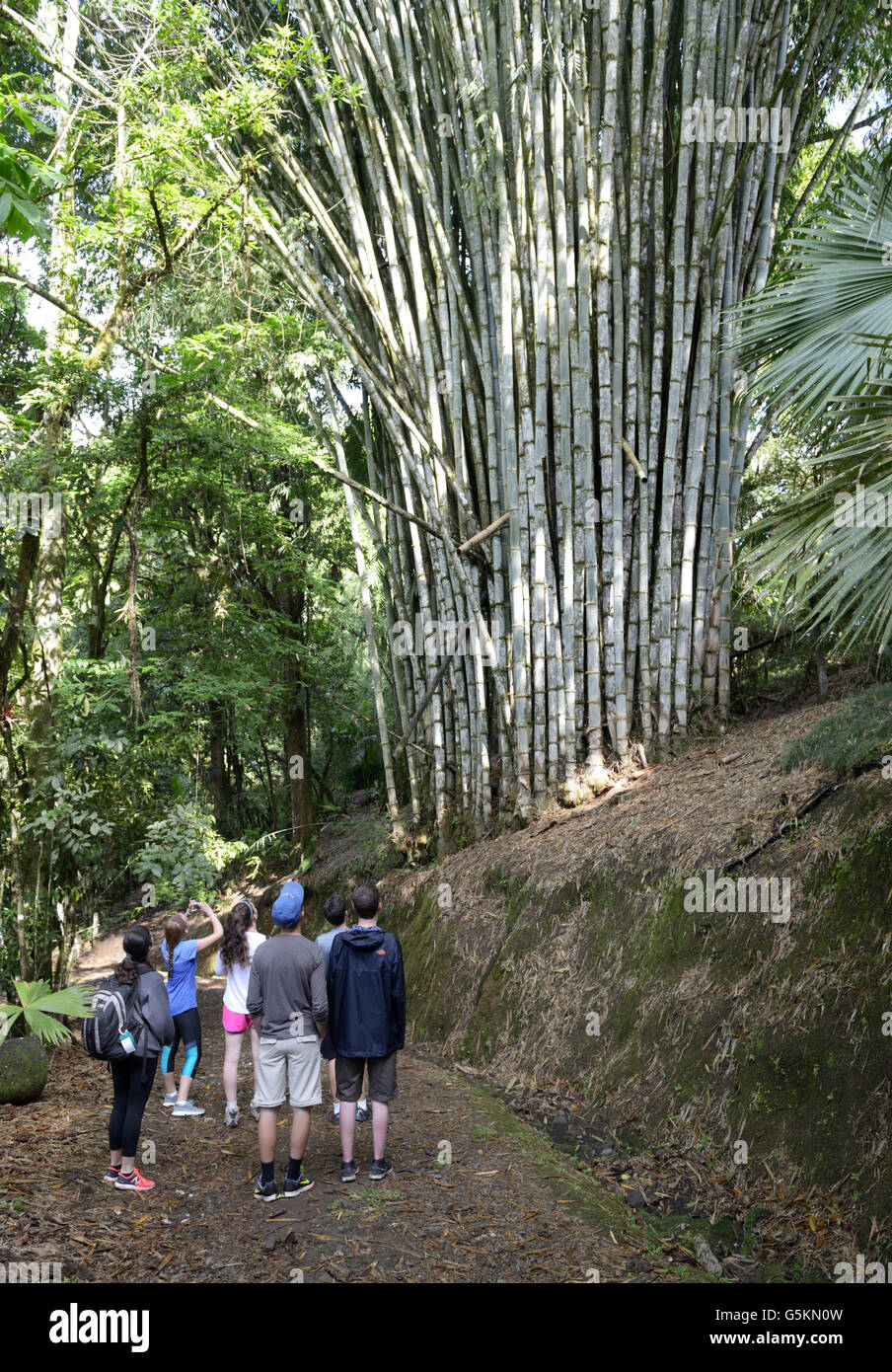 Studentengruppe betrachten Riesenbambus, Wilson Botanical Gardens, Las Cruces biologische Station in der Nähe von San Vito, Costa Rica Stockfoto