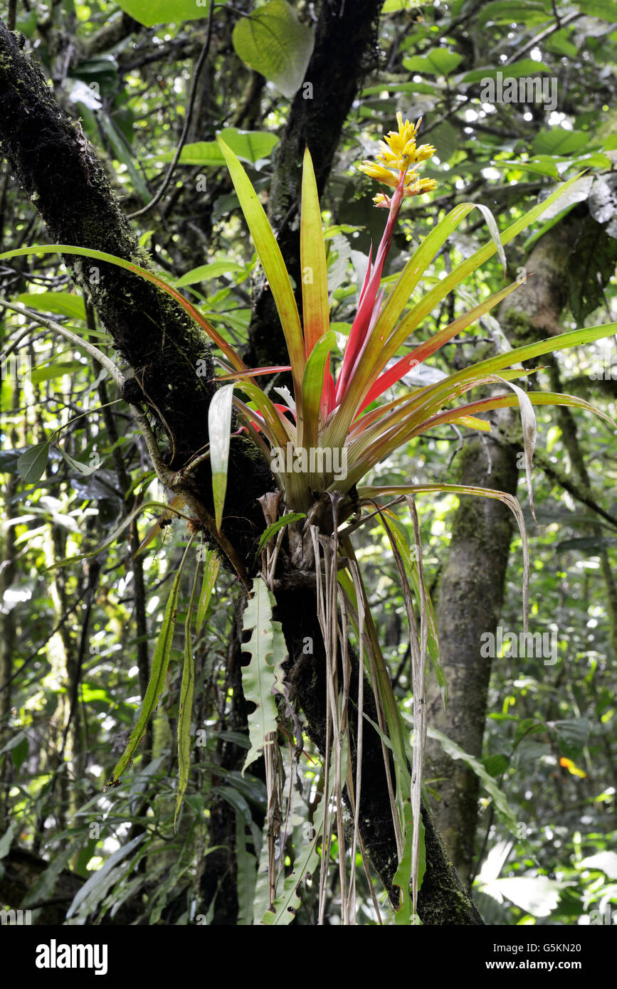 Tropischen Bromelien blhen im Regenwald, Costa Rica. Immobilienportal fr  Ortsangaben Stockfotografie - Alamy