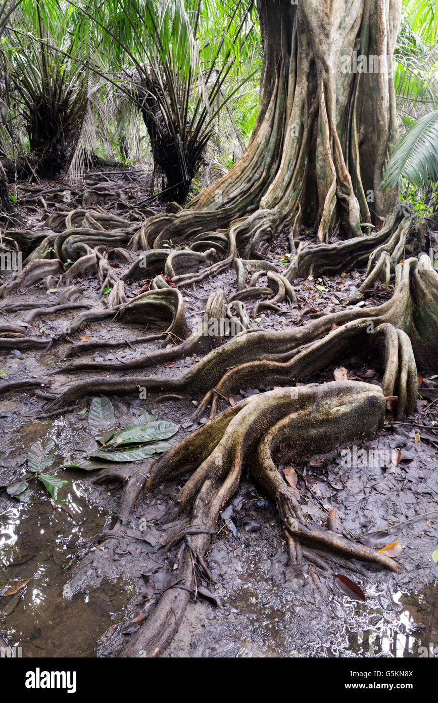Oberflächlichen Wurzeln, Tieflandregenwald, Corcovado Nationalpark, Costa Rica Stockfoto