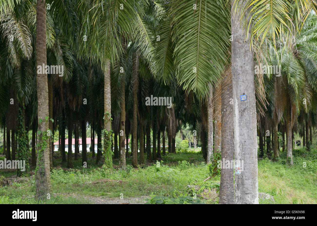 Palmöl-Plantage in der Nähe von Quepos, CR. Diese Monokulturen unterstützen sehr wenig Tiere und trägt zum Verlust der biologischen Vielfalt Stockfoto