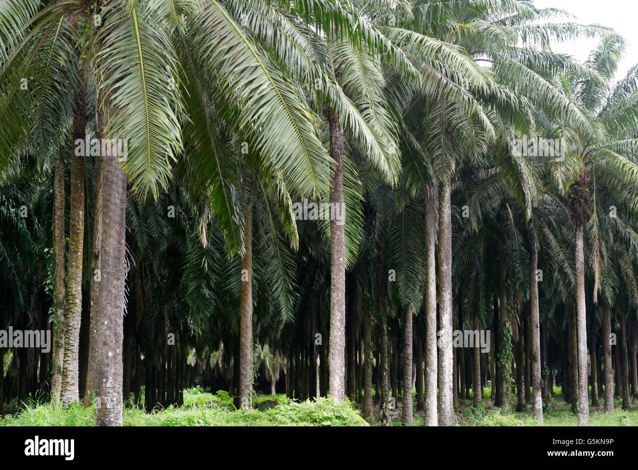 Palmöl-Plantage in der Nähe von Quepos, CR. Diese Monokulturen unterstützen sehr wenig Tiere und trägt zum Verlust der biologischen Vielfalt Stockfoto