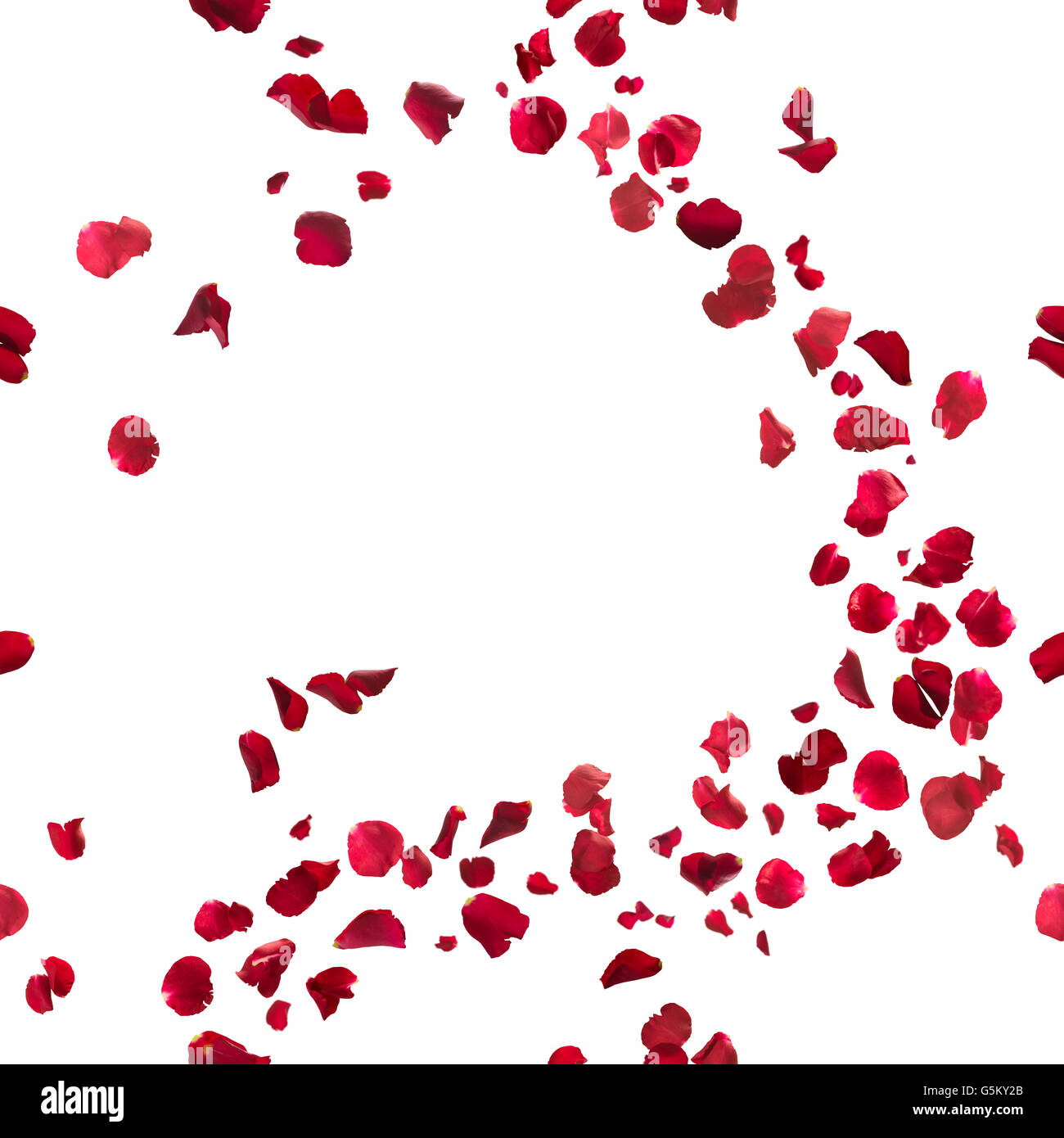 Nahtlose, rote Rosenblüten Brise, Studio fotografiert in Schärfentiefe, isoliert auf weiss. Stockfoto