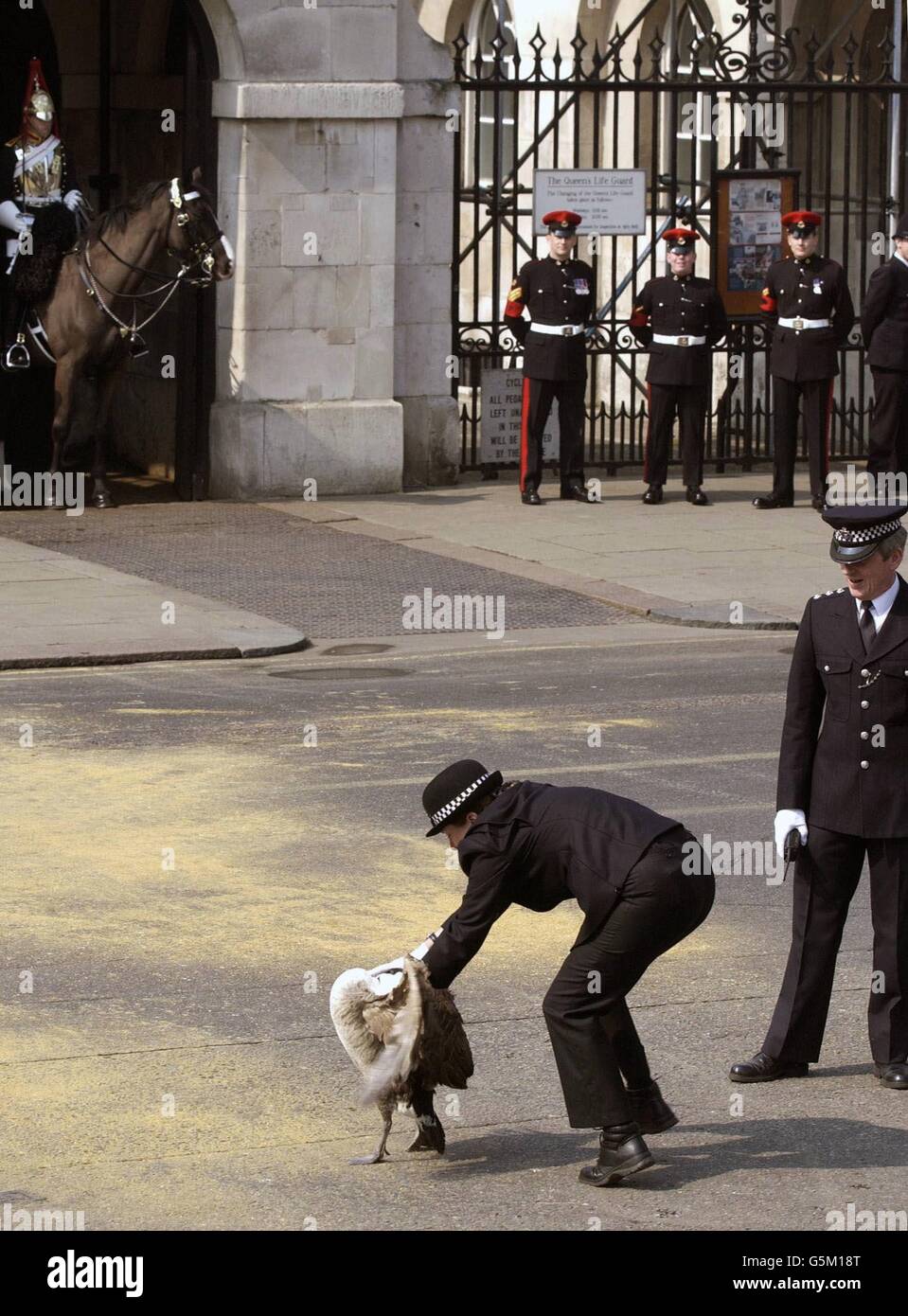 Inspektorin Jenny Hounsell versucht, eine Kanadische Gans, die Whitehall hinuntergegangen war, nach der Prozession des Waffenwagens mit dem Sarg der Queen Mother in London zu fangen. Stockfoto