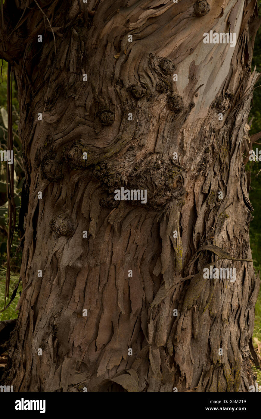 Ein Eukalyptus-Baumstamm wirft Rinde, Napa, Kalifornien, USA. Stockfoto