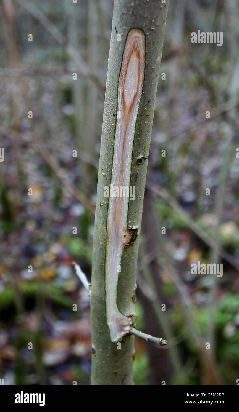 Ein allgemeiner Blick auf einen jungen Aschenbaum im Wald bei Canterbury, Kent, der die Symptome innerhalb seines Stammes des tödlichen Pflanzenpathogens Pilz Chalara Fraxinea dieback zeigt. Stockfoto