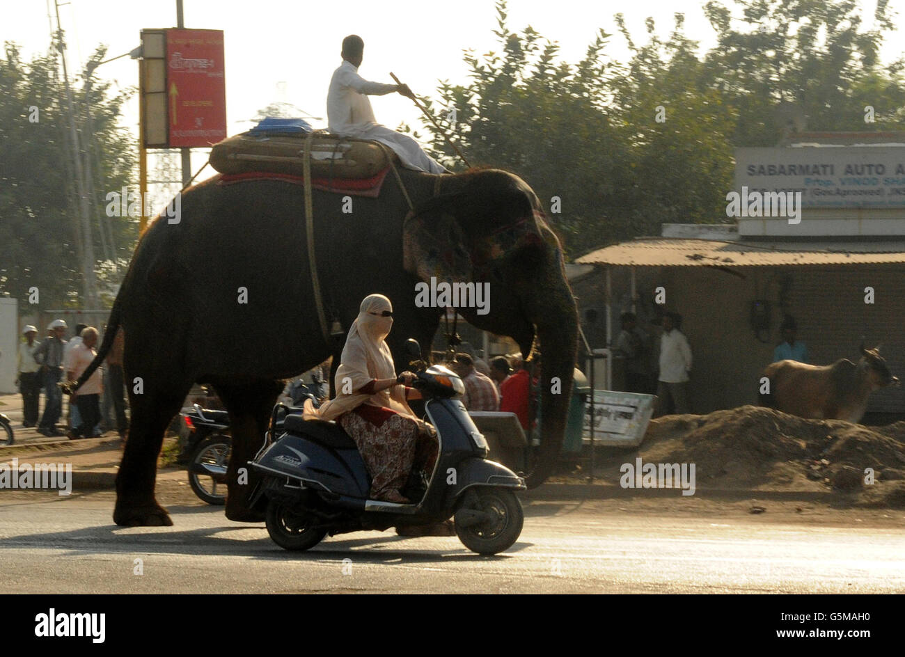 Ein Mann reitet auf einem Elefanten durch die Straßen von Ahmedabad, während eine Frau auf einem Moped im indischen Bundesstaat Gujurat mitfährt. Stockfoto