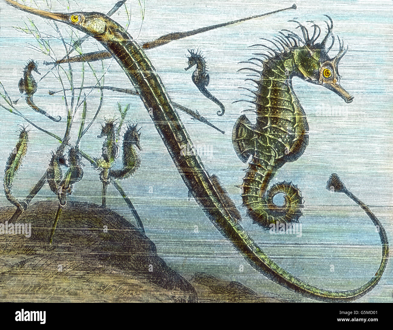 Seepferdchen, Seepferdchen (Hippocampus), Illustration. Stockfoto