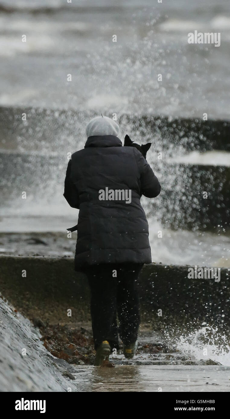 Ein kleiner Hund, der gerettet wurde, nachdem er bei starkem Wind in Helensburgh, Schottland, in der Nähe einer Meeresmauer festsaß, da Großbritannien auf einen weiteren Tag von Überschwemmungen und Überschwemmungen vorbereitet ist, während starker Regen über das Land fegt. Stockfoto