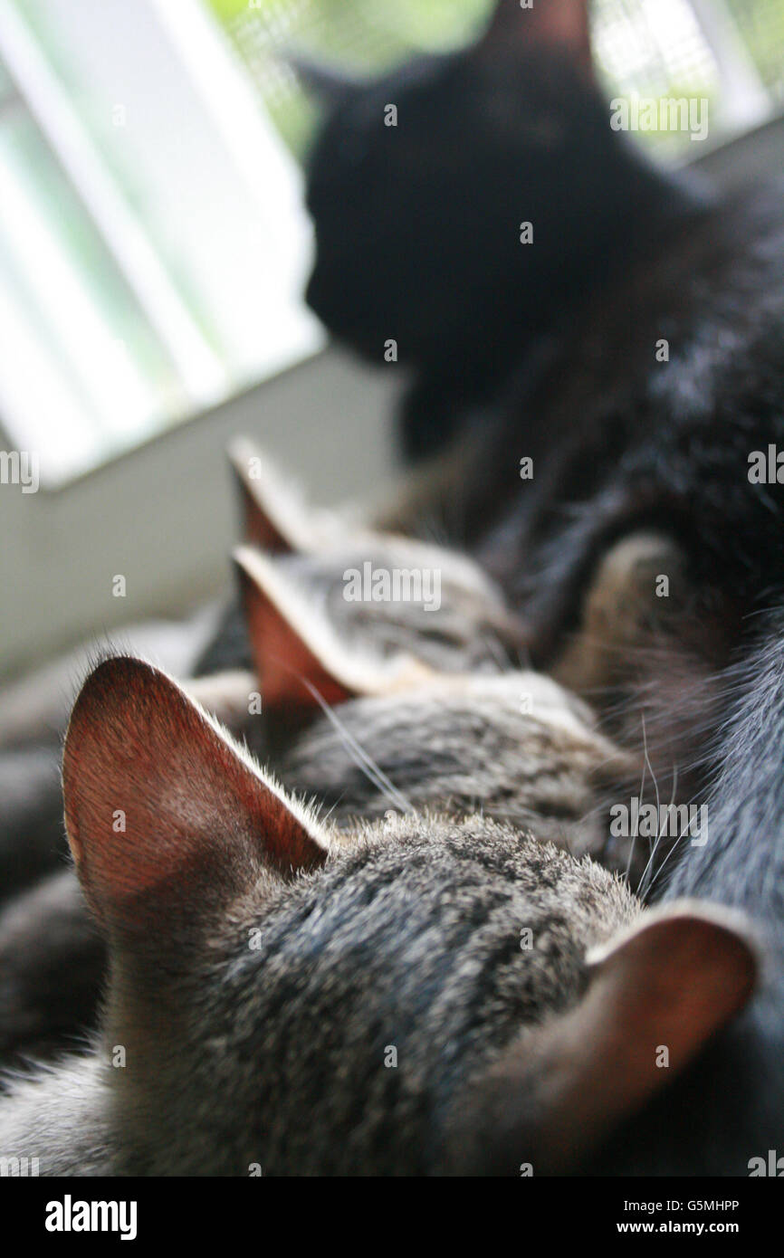 Vier entzückende lustige süße Kätzchen Katze säugen, stillen Milch Zeit von Mutter, glückliche Familie. Stockfoto
