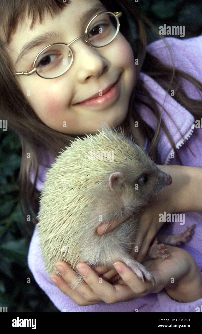 Die zwölfjährige Bryony Hall hält Alfie, einen blonden Igel, bei sich zu Hause in Cambridge. Alfie, nur einer von wenigen blonden Igeln, die in den letzten 30 Jahren in Großbritannien zu finden waren, soll von Bryony, dem Mädchen, das ihn gerettet hat, an ein Spezialzentrum übergeben werden. * ... von fast sicherem Tod, nachdem sie ihn für einen weißen Stein hielt. Alfie wird bald im Beds and Herts Hedgehog Rescue Center wiederaufgenommen, wo er acht Jahre lang mit seinen dunkelfarbigen Freunden leben soll. Stockfoto