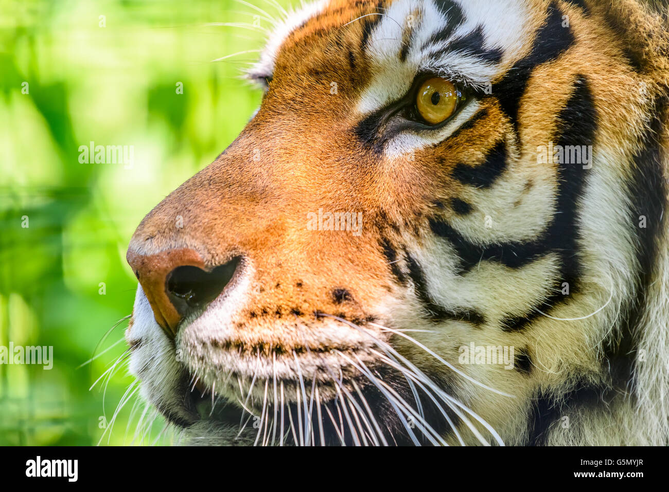 Wilde junge Tiger (Panthera Tigris) Porträt Stockfoto
