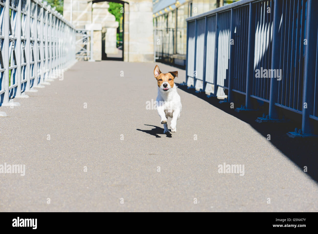 Lustiger Hund spielen an der Brücke zeigt Zunge in Kamera Stockfoto