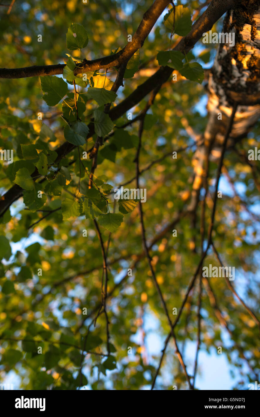 Birkenzweige mit Blätter sehen Sie oben. Sommer-Szene. Stockfoto