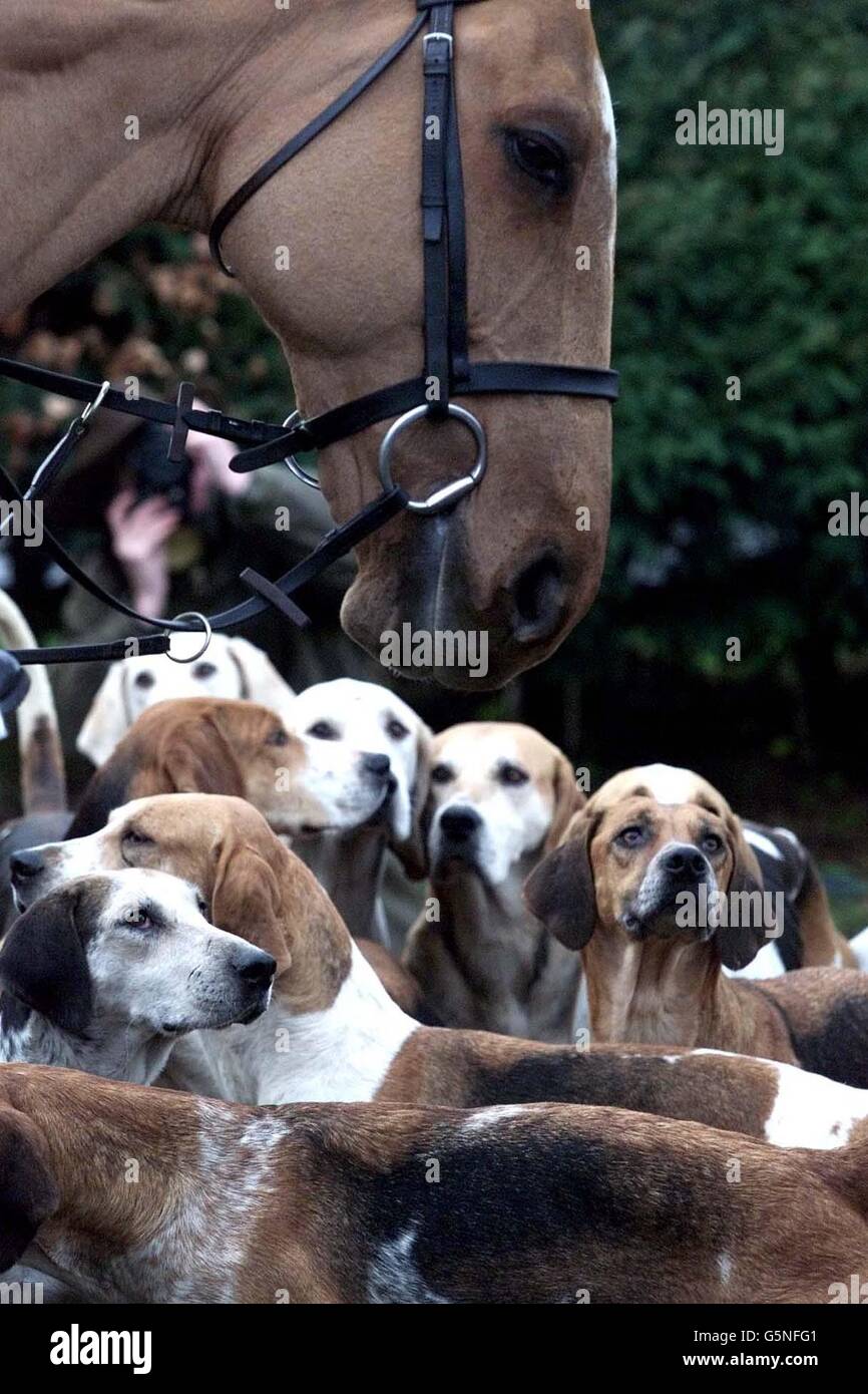 Pferde und Hunde von der Kelso Hunt in den Scottish Borders. Das schottische Parlament wird entscheiden, ob das Gesetz zum Schutz wilder Säugetiere (Schottland) verabschiedet wird, das die Fuchsjagd verbieten würde. Stockfoto