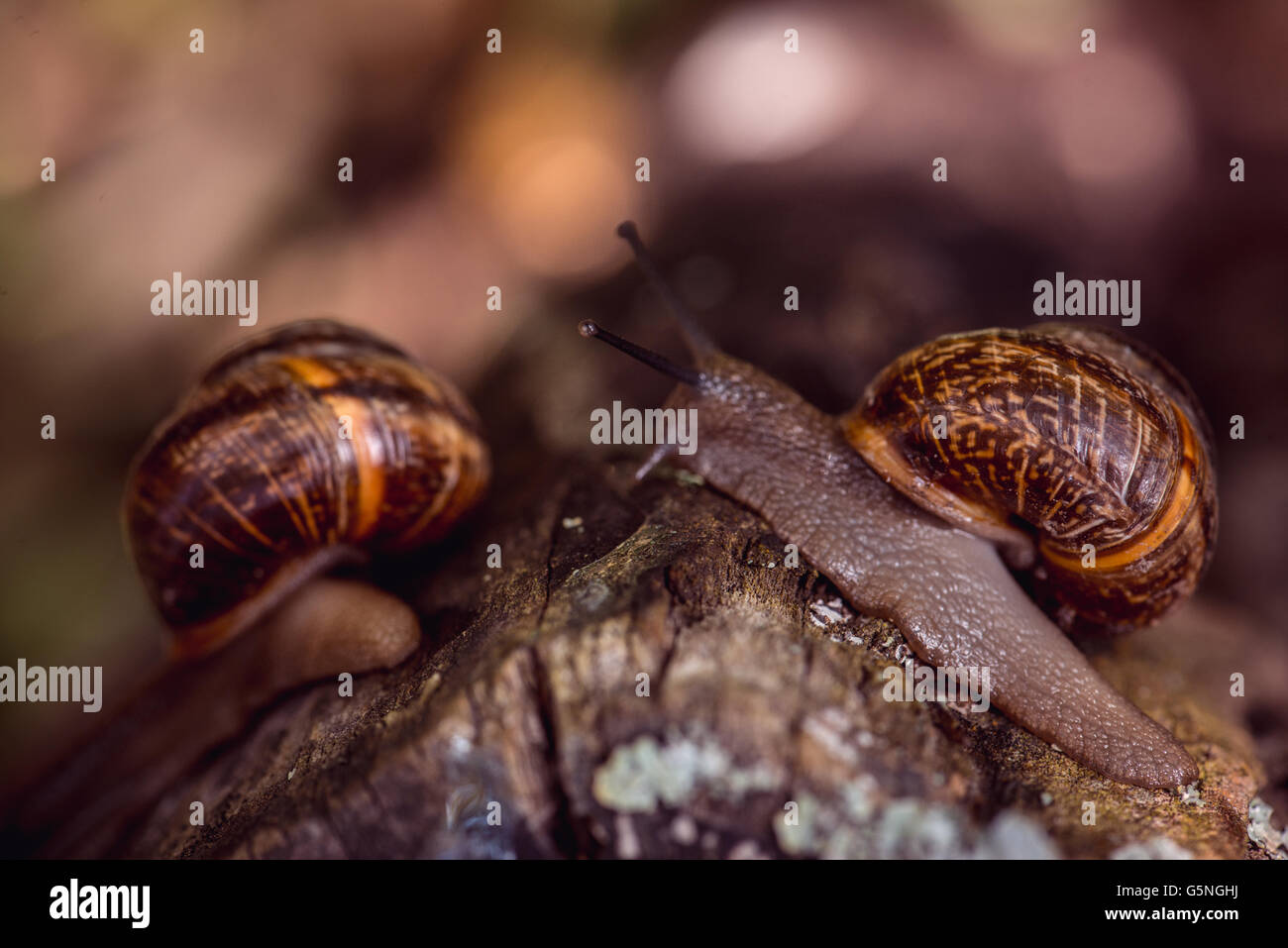 Paar Trauben Schnecken kriechen auf dem Weg in den Garten Stockfoto