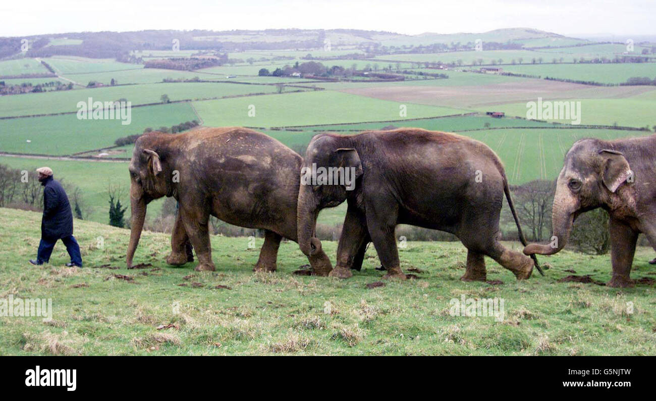 Turner-Preisträger Chris Ofili spaziert mit den Elefanten (L-R) Kaylee, Lucha und Anna im Whipsnade Wild Animal Park in Bedfordshire. Chris spendet eines seiner Bilder an die Zoological Society of London, um dort Geld für die Elefanten in der Whipsnade zu sammeln. *seit einem Jahrzehnt haben die Elefanten im Londoner Zoo Chris mit Dung für seine gefeierten Gemälde versorgt. Das Gemälde wird auf der New Yorker Messe für zeitgenössische Kunst The Armory zum Verkauf angeboten und soll mindestens 40,000 Bilder bringen. Stockfoto
