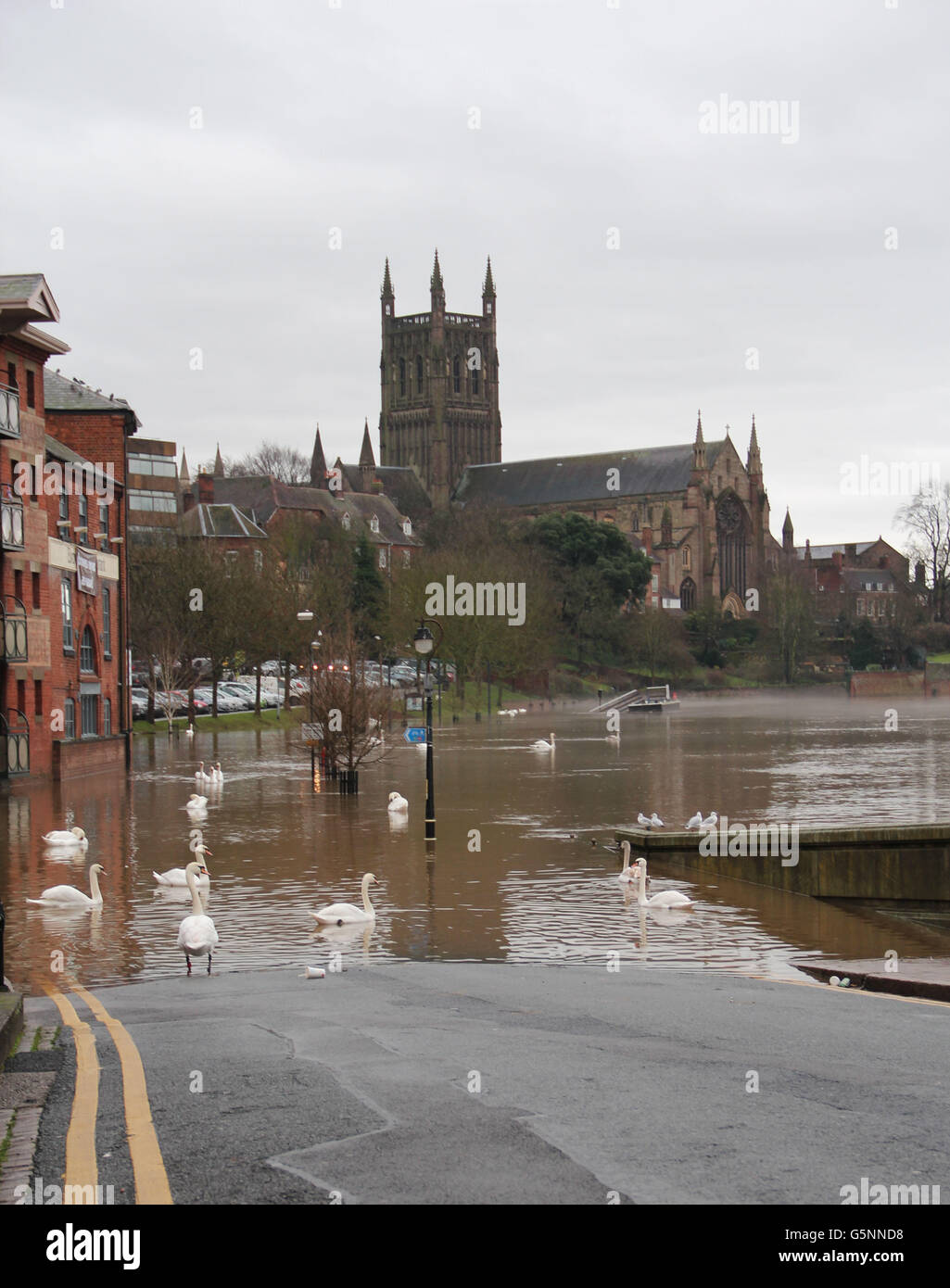 Swan Genießen Sie mehr Platz zum Herumstreifen, während der Fluss Severn in Worcester, in der Nähe der Kathedrale, sein Ufer sprengt. Stockfoto