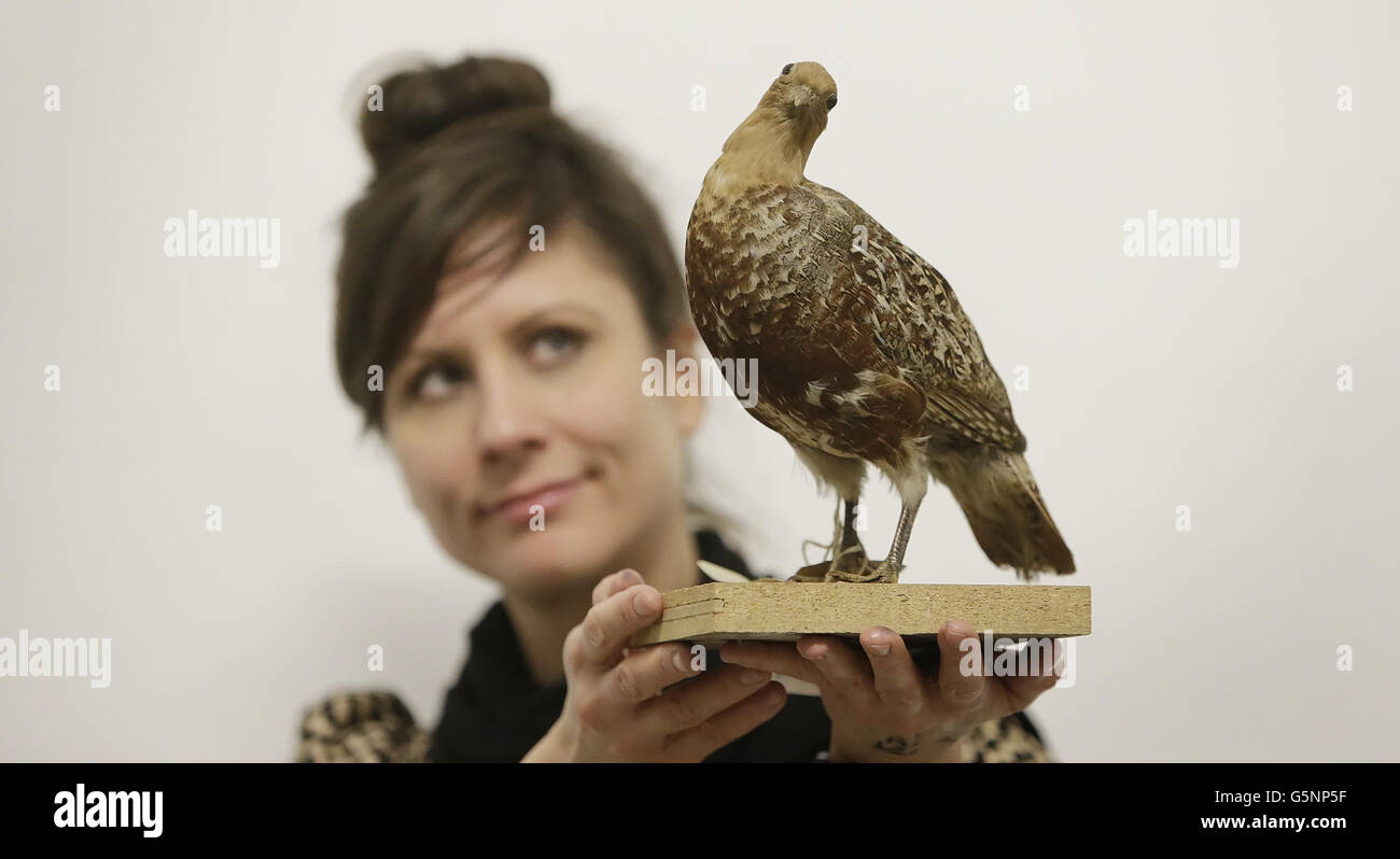 Anna Lehr, Mitarbeiterin des Glasgow Museums, hält im Glasgow Museum Resource Centre ein Rebhuhn, das den Rebhuhn in einem Birnenbaum während einer zwölftägigen, vom Museum organisierten Weihnachtstour darstellt. Das Rebhuhn ist ein Wildvögel, der bei einem der Feste ein beliebter Hauptgang gewesen wäre. Es macht keinen Sinn, dass sie in einem Birnenbaum sitzt, da sie ein am Boden brütende, samenfressende Vogel ist, aber eine Birne war eine leicht erhältliche Frucht und passt sehr gut, wenn sie mit Wild isst. 18/12/12 Stockfoto