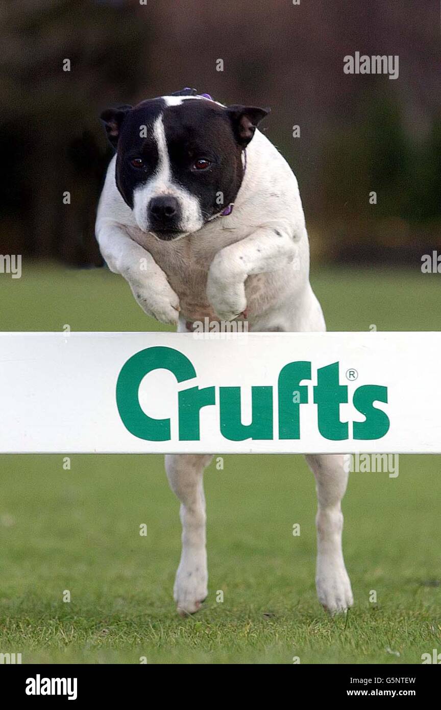 Crufts Dog Show im NEC Stockfoto